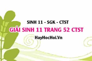 Giải Sinh 11 trang 52 Chân trời sáng tạo SGK